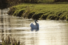 Mute Swan