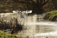 Mute Swan in Flight