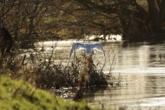 Mute Swan in Flight