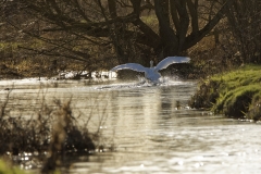 Mute Swan in Flight