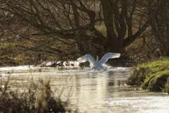 Mute Swan in Flight