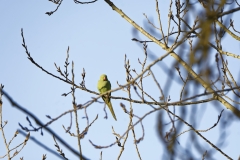 Wild Parakeet