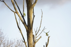 Wild Parakeet in Flight