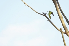 Wild Parakeet in Flight