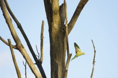 Wild Parakeet in Flight