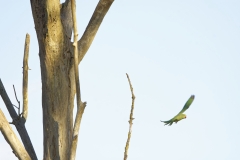 Wild Parakeet in Flight