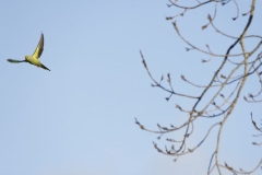 Wild Parakeet in Flight