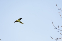 Wild Parakeet in Flight