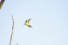 Wild Parakeet in Flight