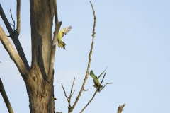 Wild Parakeets in Flight