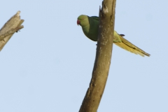 Wild Parakeet