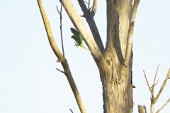 Wild Parakeet in Flight