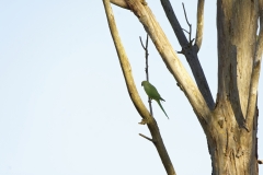 Wild Parakeet