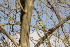 Wild Parakeet