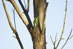 Wild Parakeet