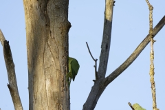 Wild Parakeet Building Nest