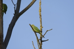 Wild Parakeet Building Nest