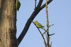 Wild Parakeet Building Nest