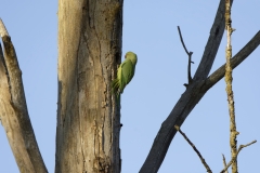 Wild Parakeet Building Nest