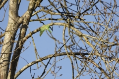 Wild Parakeet in Flight