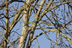 Wild Parakeet in Flight