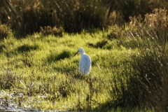 Little Egret