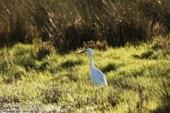 Little Egret