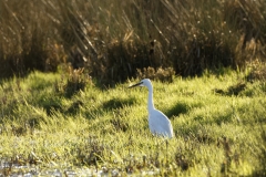 Little Egret