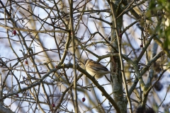 Reed Bunting