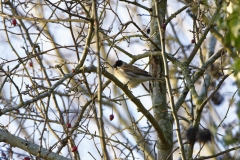 Reed Bunting