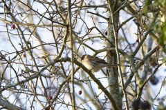 Reed Bunting