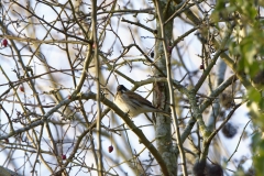 Reed Bunting