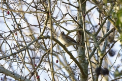 Reed Bunting