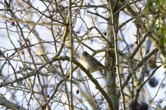 Reed Bunting