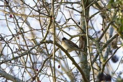 Reed Bunting