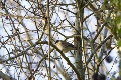 Reed Bunting