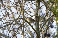 Reed Bunting