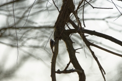 Treecreeper