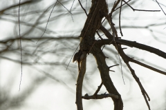 Treecreeper