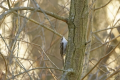 Treecreeper