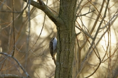 Treecreeper