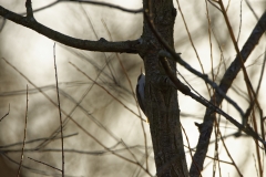 Treecreeper