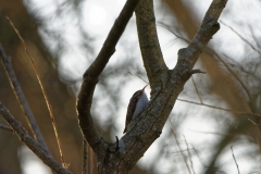 Treecreeper