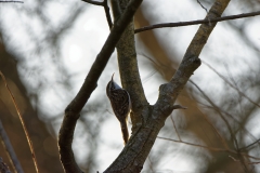 Treecreeper