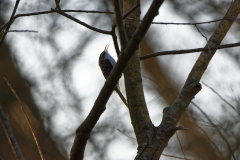 Treecreeper