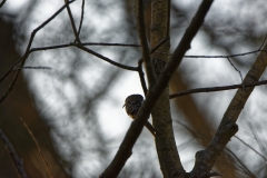 Treecreeper