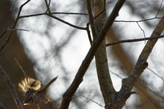 Treecreeper in Flight