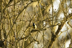 Great Tit