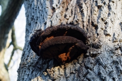 Fungi on Tree