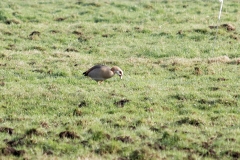 Egyptian Goose